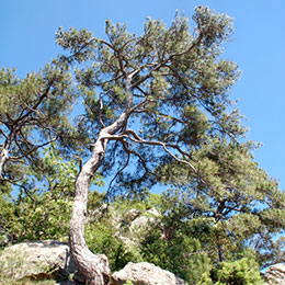 pinus nigra salzmannii